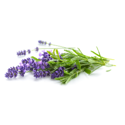Lavandin (le bouquet)