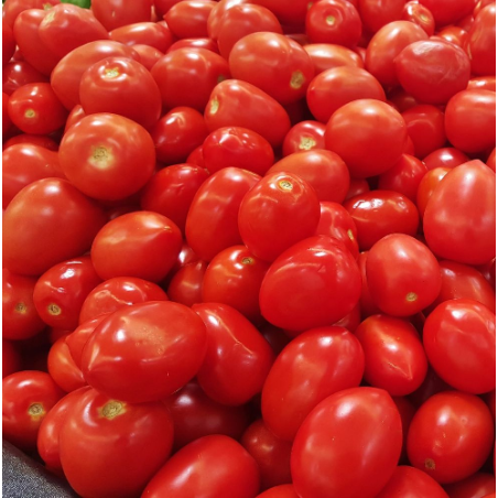 tomate Roma (les 5 kg)