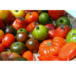 tomates anciennes (5 kilos...