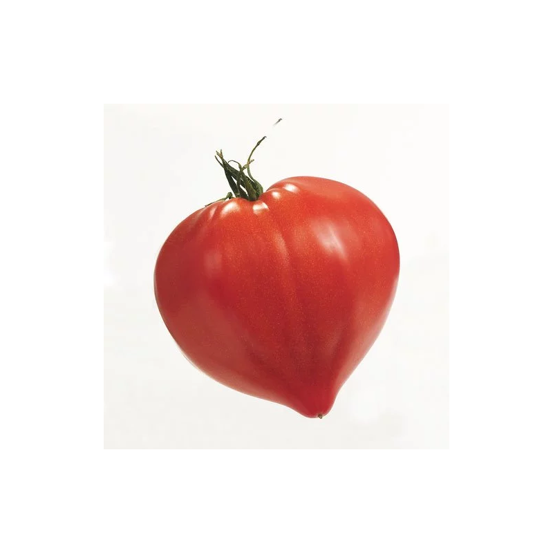 Tomate cœur de bœuf (le kilo)