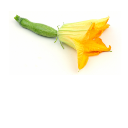Fleurs de courgette (les 5)