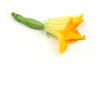 Fleurs de courgette (les 5)