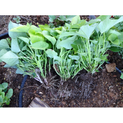 Plant de patate douce (la...
