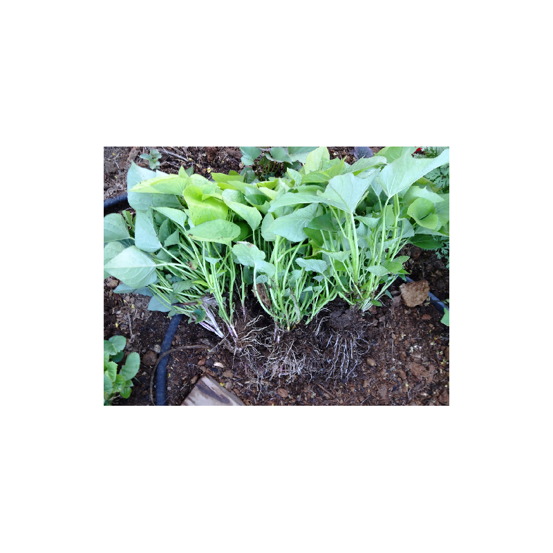 Plant de patate douce (la pièce)