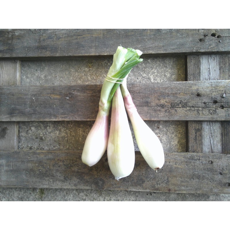 Echalote (le bouquet)