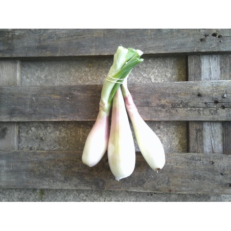 Echalote (le bouquet)