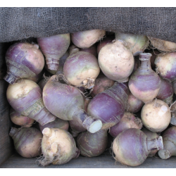 Rutabaga