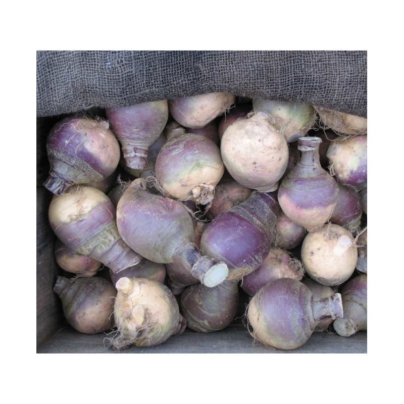 Rutabaga