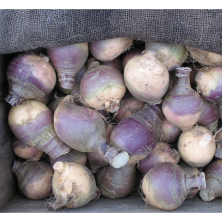 Rutabaga
