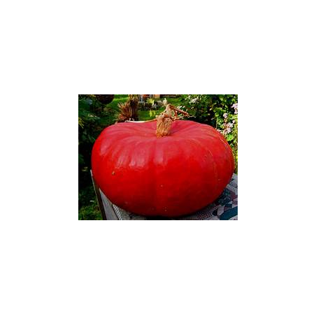 rouge vif d'Etampes (le kilo)