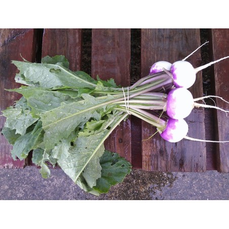 Navet violet (la botte)