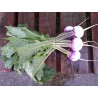 Navet violet (la botte)