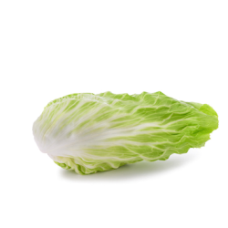 Chicorée pain de sucre (la...