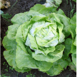 Scarole (la pièce )