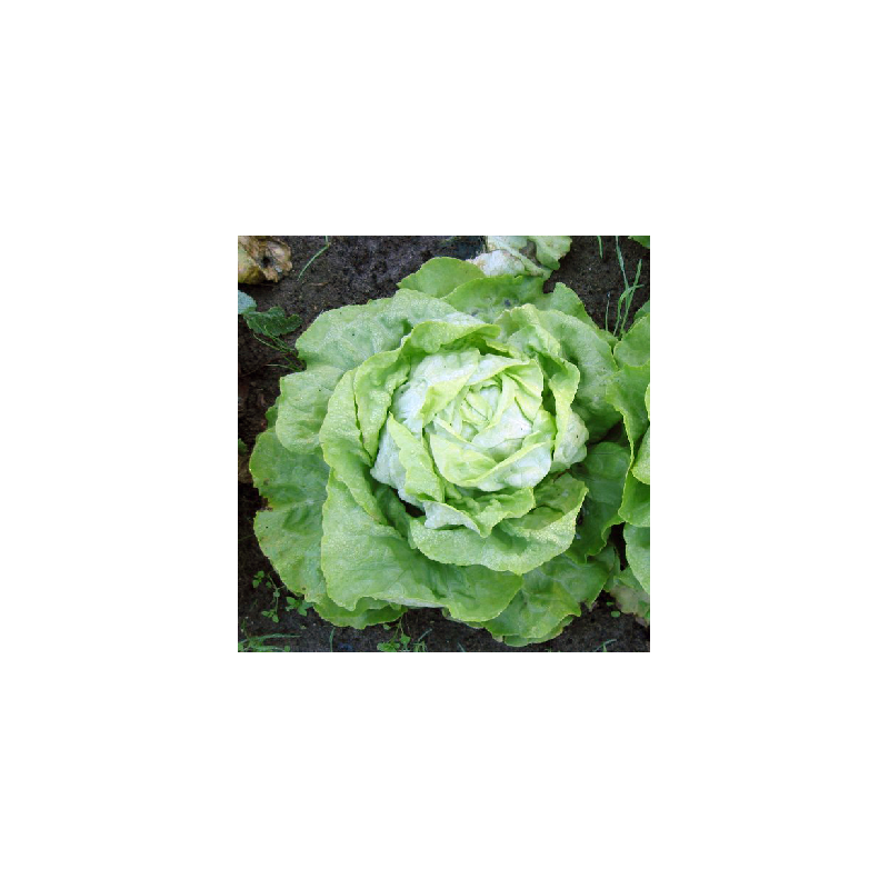 Scarole (la pièce )