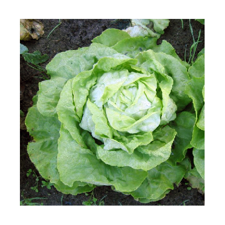 Scarole (la pièce )