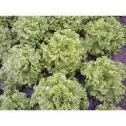 Feuille de chêne blonde (la...