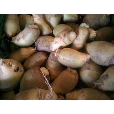 Rutabaga  (le kilo)