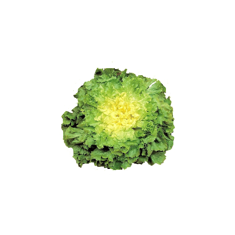 Scarole (la pièce )