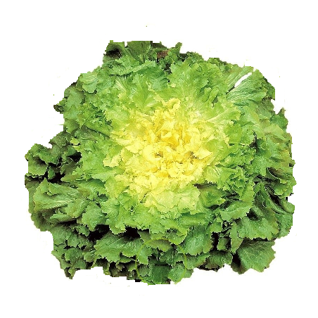 Scarole (la pièce )