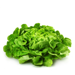 Feuille de chêne blonde (la...