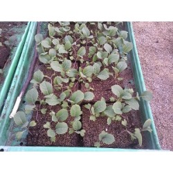 3 plants de choux pointu de...