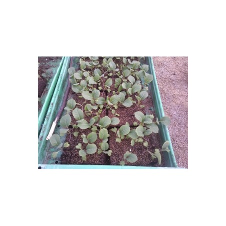 3 plants de choux pointu de Châteaurenard