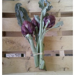 Artichaut violet de Provence - bouquet de 3