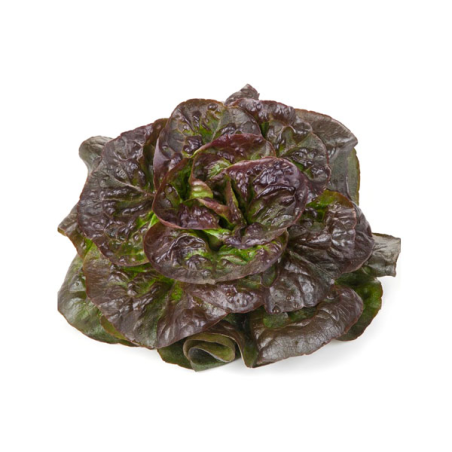 Rougette (la pièce)