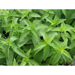 Verveine (le bouquet)